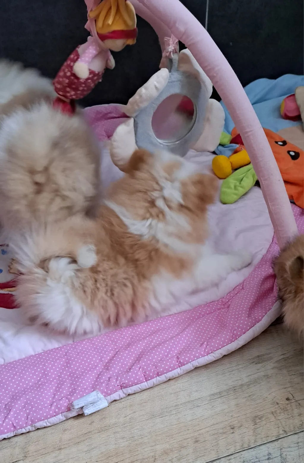 Pomeranianzucht - Hunderasse - Welpen geb. 05.11.2024