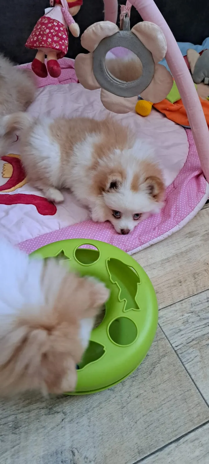 Pomeranianzucht - Hunderasse - Welpen geb. 05.11.2024