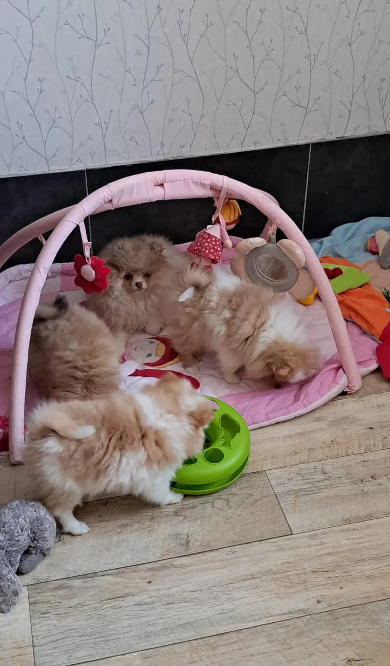 Pomeranianzucht - Hunderasse - Welpen geb. 05.11.2024