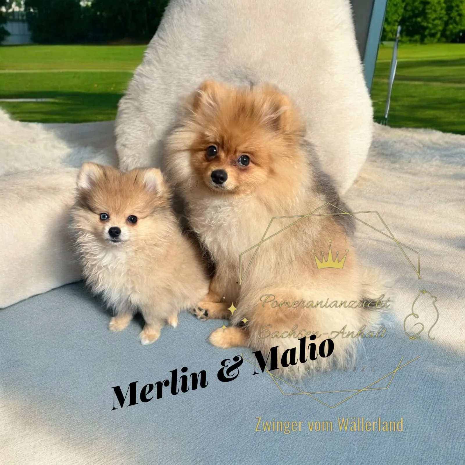 Pomeranianzucht - Hunderasse - Welpen geb. 05.11.2024