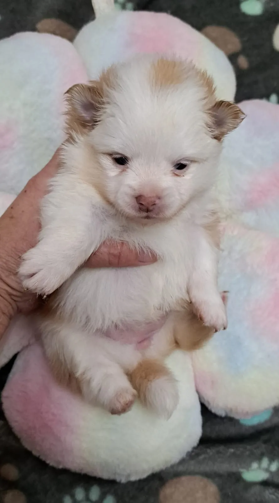 Pomeranianzucht - Hunderasse - Welpen geb. 05.11.2024