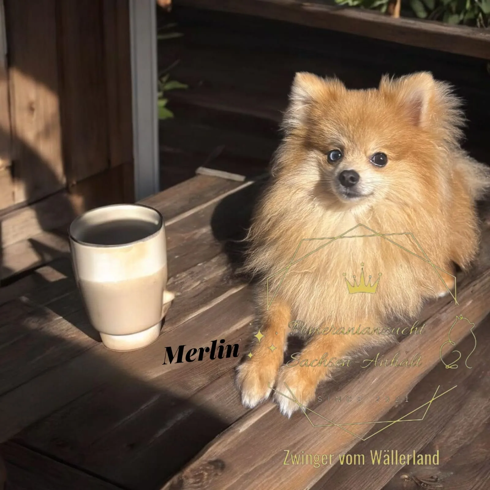 Pomeranianzucht - Hunderasse - Welpen geb. 05.11.2024