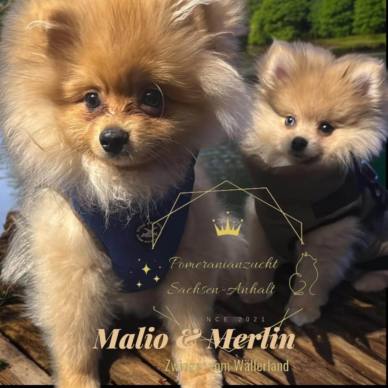 Pomeranianzucht - Hunderasse - Welpen geb. 05.11.2024