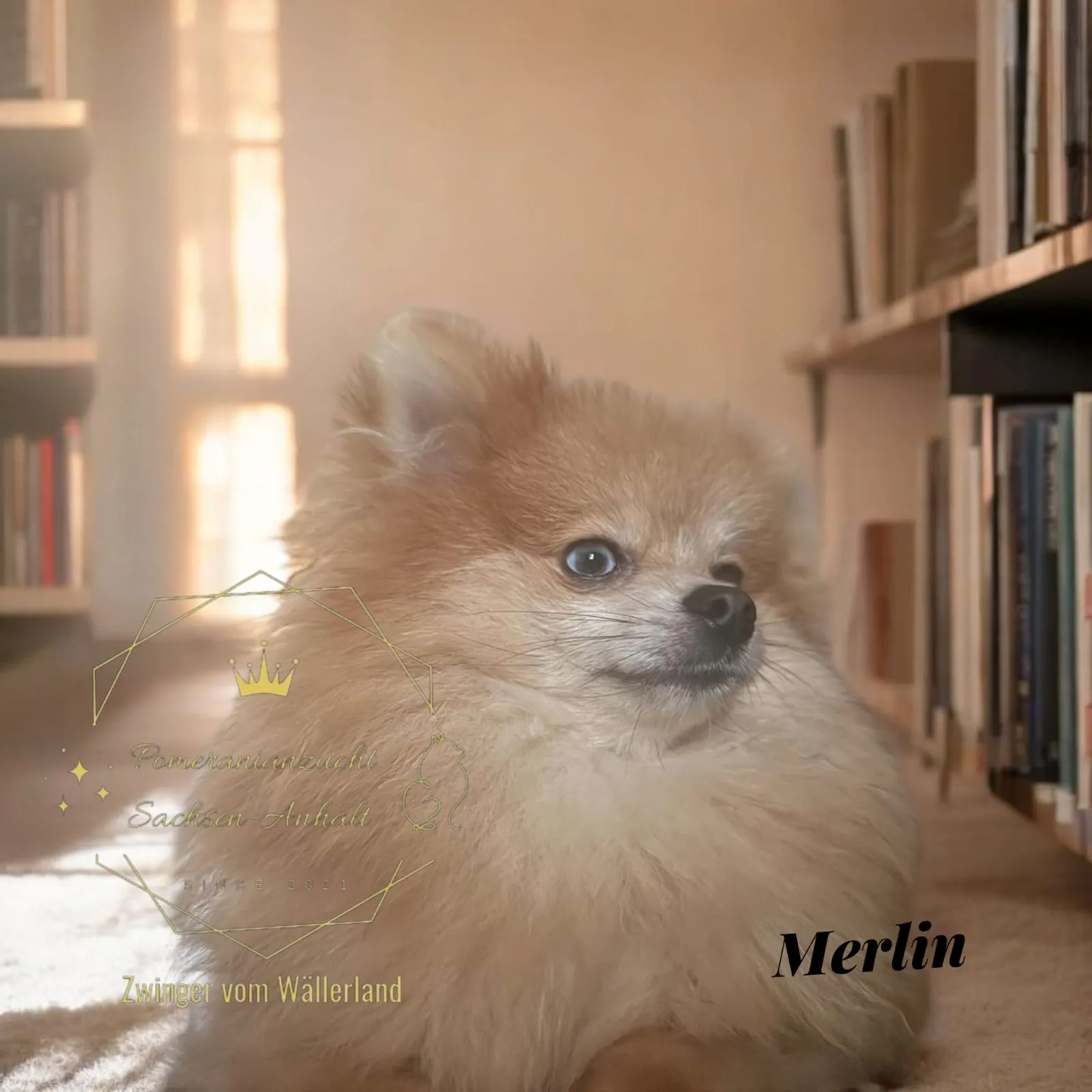 Pomeranianzucht - Hunderasse - Welpen geb. 05.11.2024