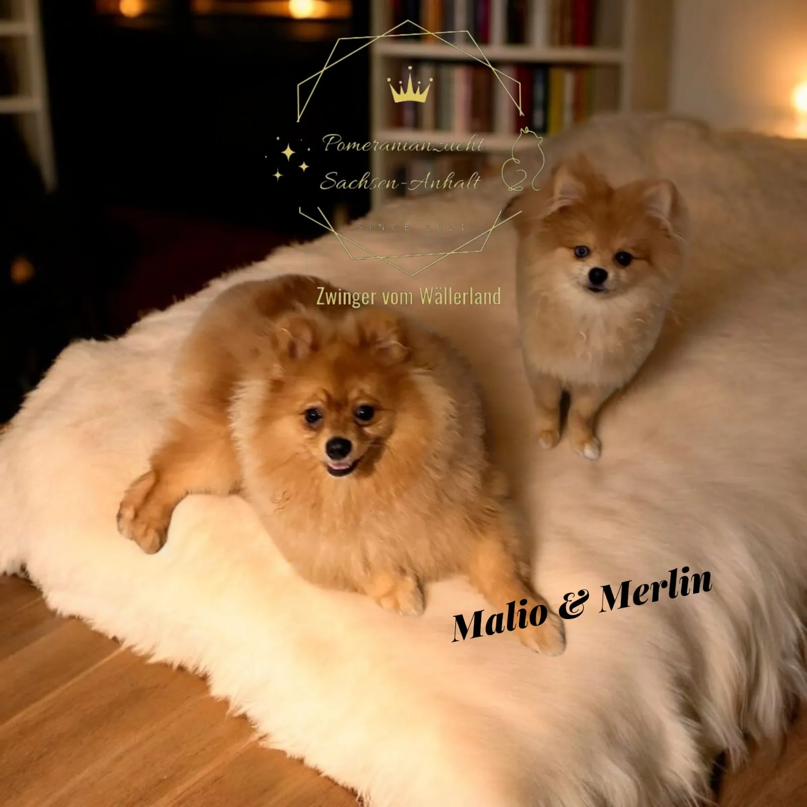 Pomeranianzucht - Hunderasse - Welpen geb. 05.11.2024