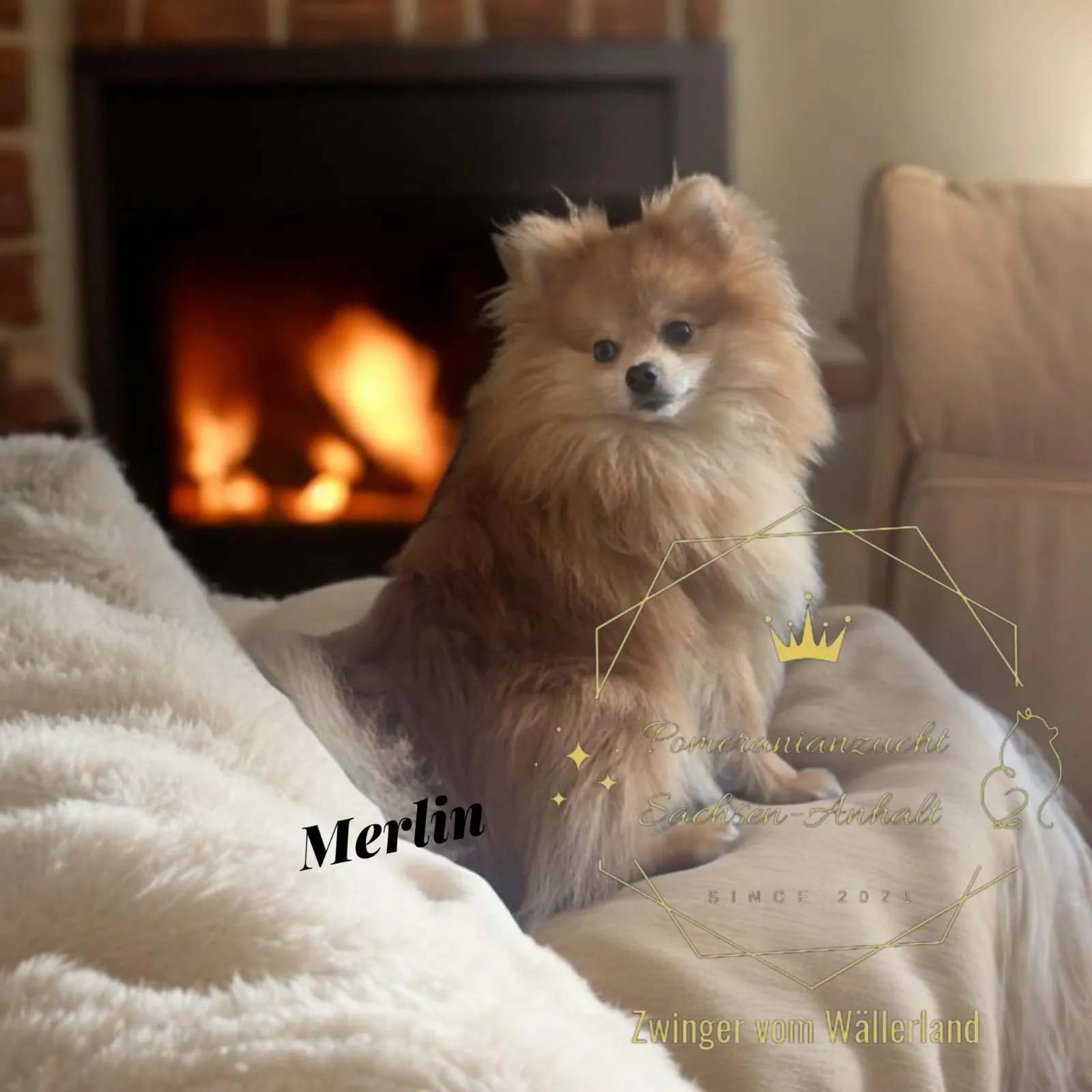 Pomeranianzucht - Hunderasse - Welpen geb. 05.11.2024