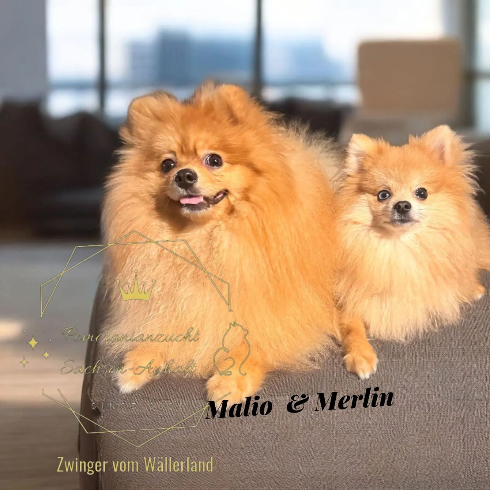 Pomeranianzucht - Hunderasse - Welpen geb. 05.11.2024