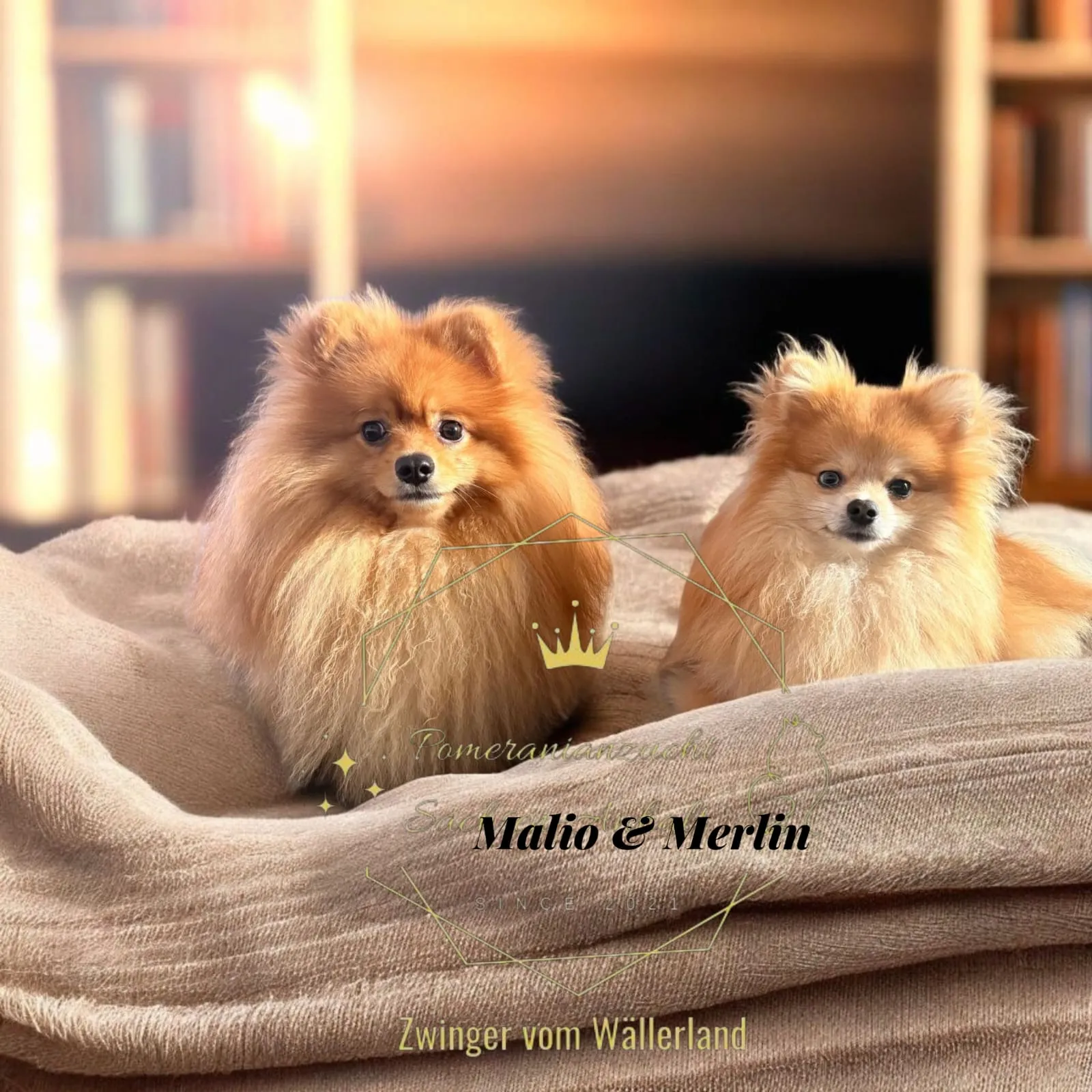 Pomeranianzucht - Hunderasse - Welpen geb. 05.11.2024