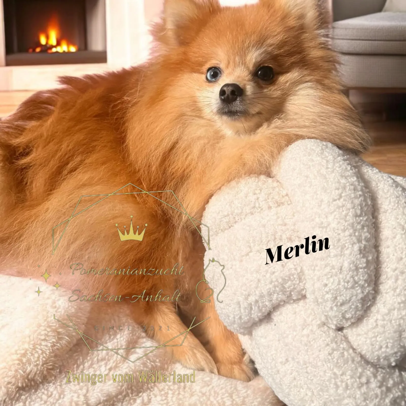 Pomeranianzucht - Hunderasse - Welpen geb. 05.11.2024