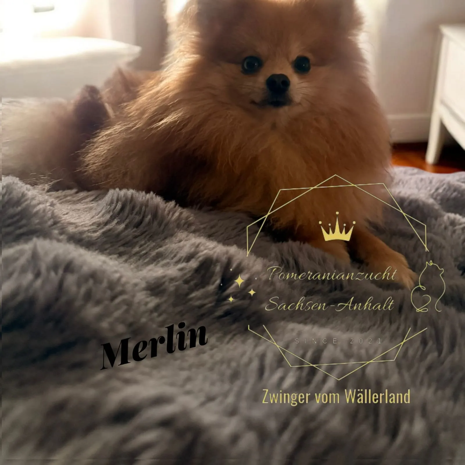 Pomeranianzucht - Hunderasse - Welpen geb. 05.11.2024