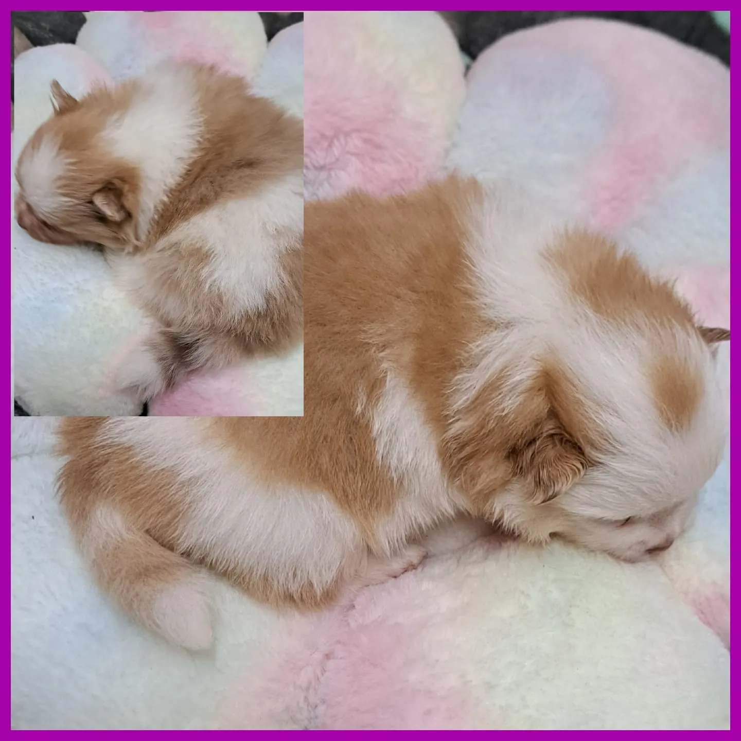 Pomeranianzucht - Hunderasse - Welpen geb. 05.11.2024