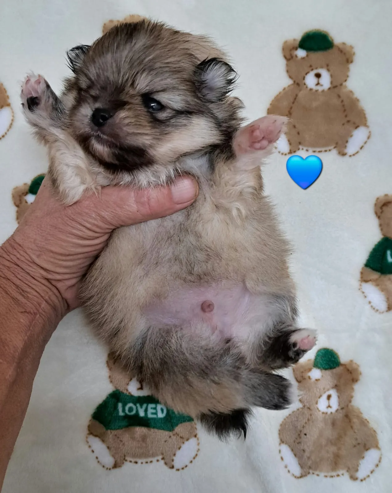 Pomeranianzucht - Hunderasse - Welpen geb. 12.10.2025