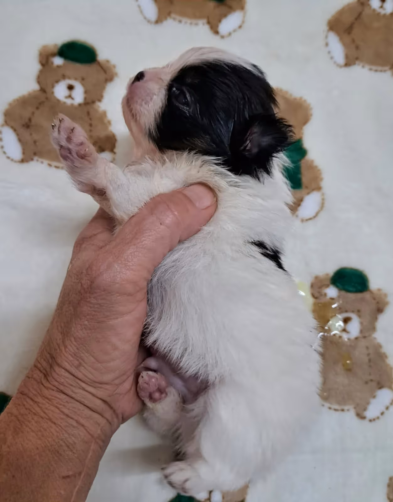 Pomeranianzucht - Hunderasse - Welpen geb. 12.10.2025