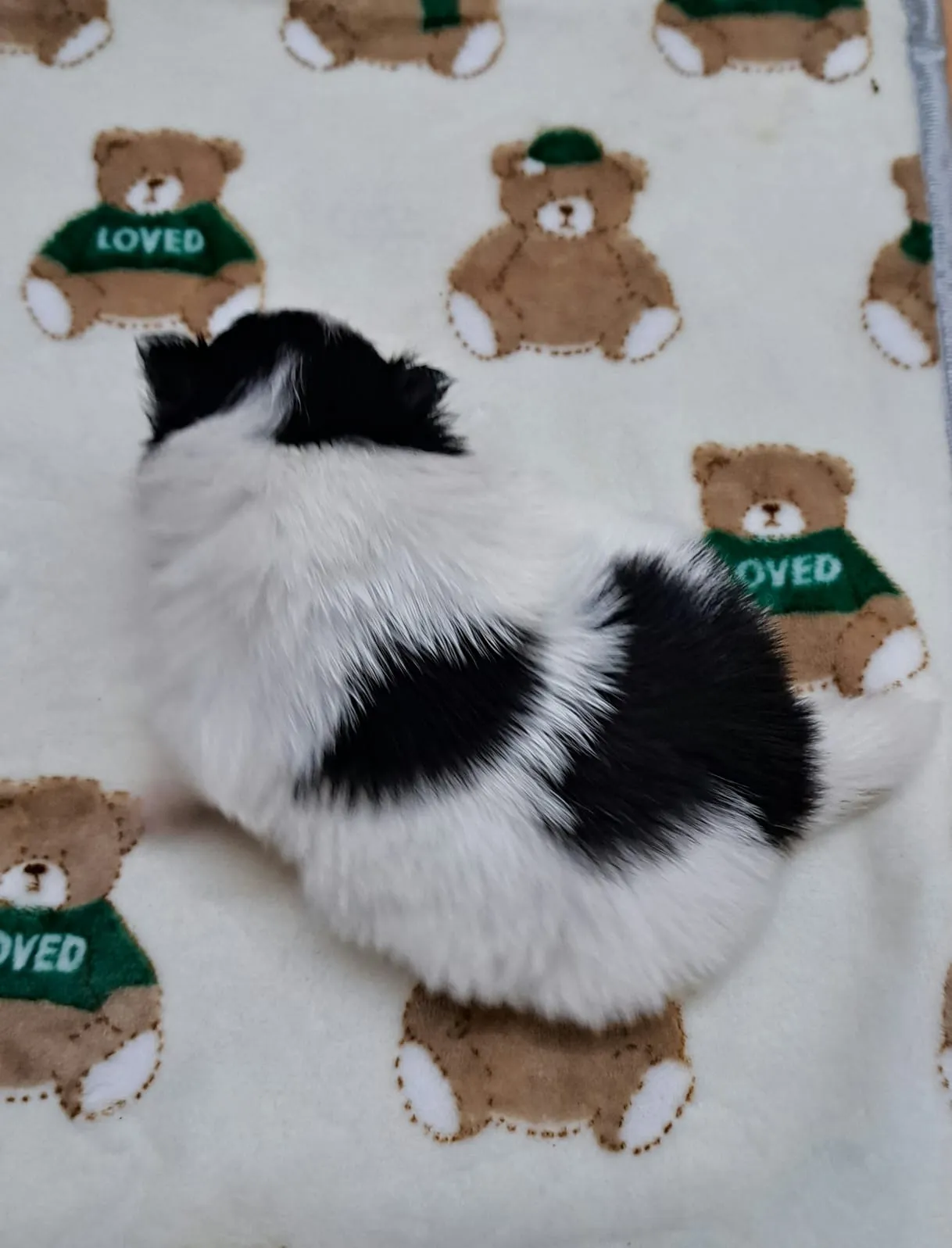 Pomeranianzucht - Hunderasse - Welpen geb. 12.10.2025