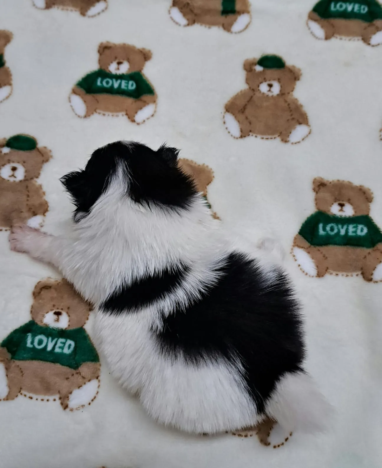 Pomeranianzucht - Hunderasse - Welpen geb. 12.10.2025