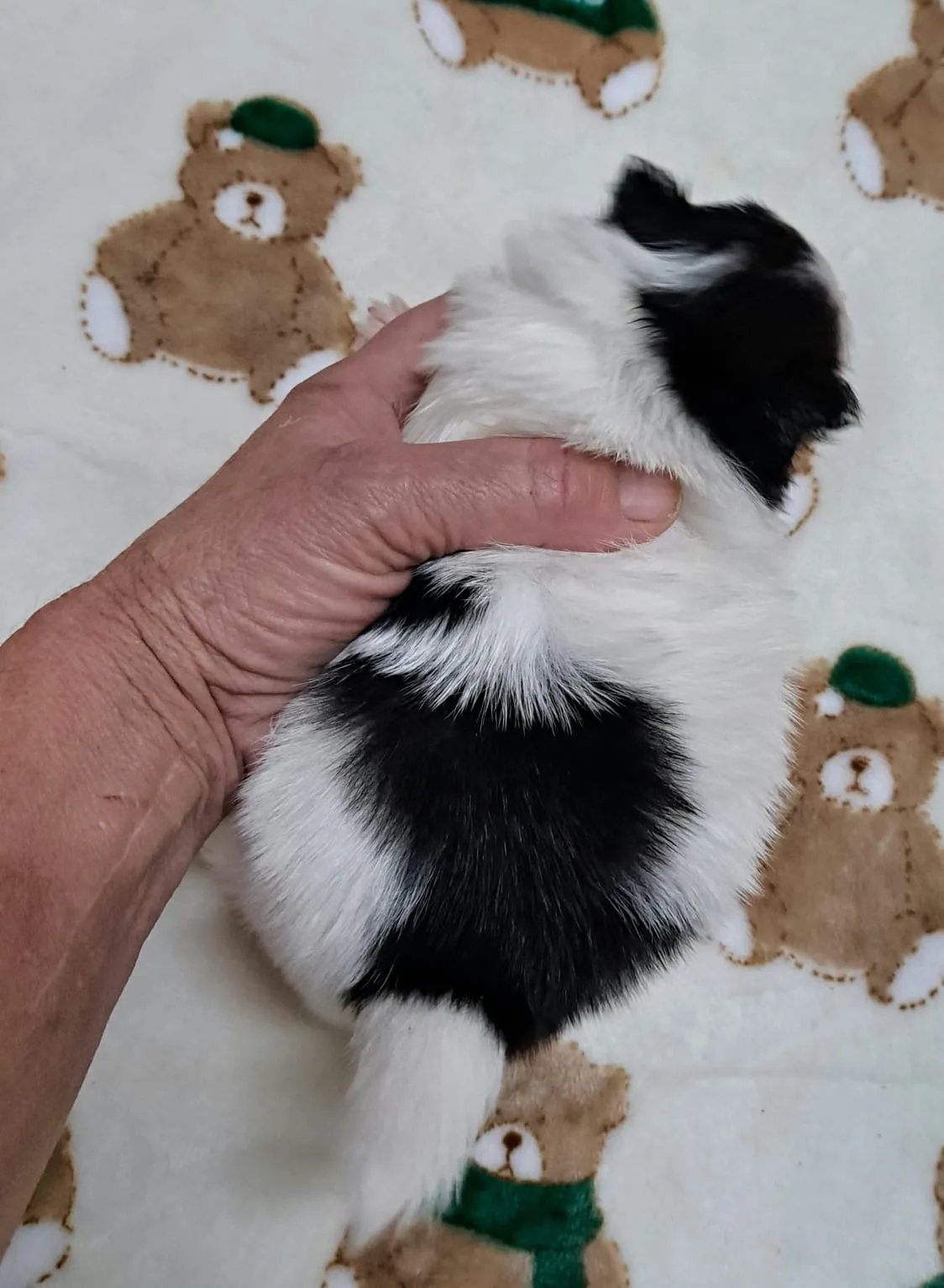 Pomeranianzucht - Hunderasse - Welpen geb. 12.10.2025