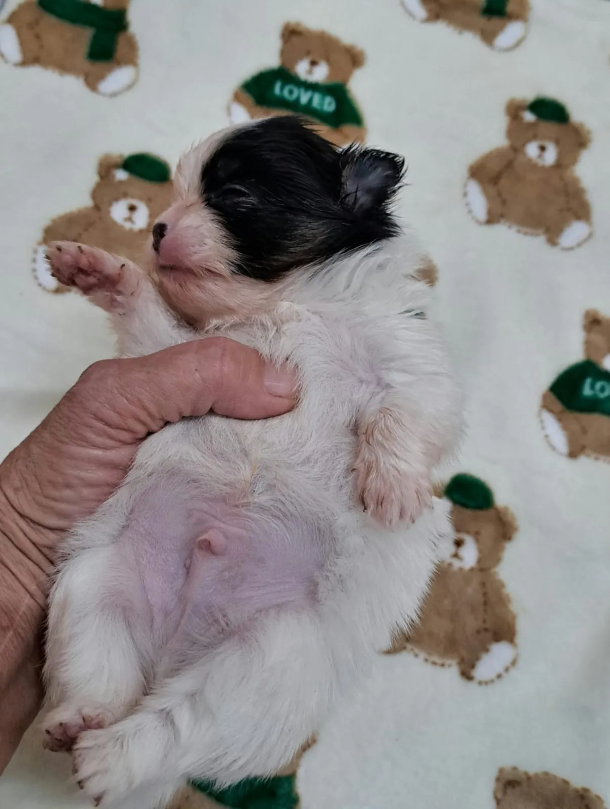 Pomeranianzucht - Hunderasse - Welpen geb. 12.10.2025