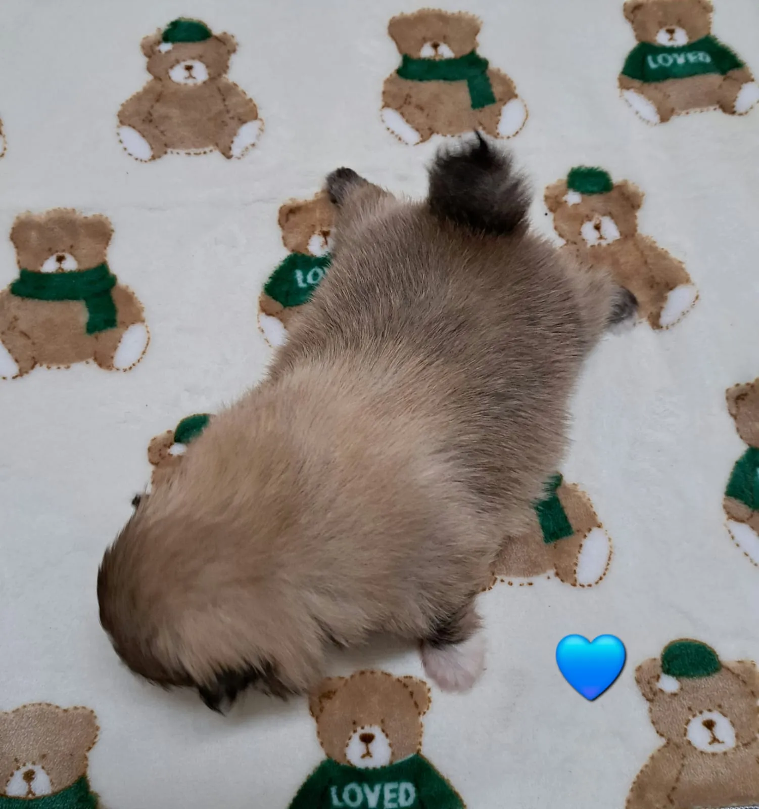 Pomeranianzucht - Hunderasse - Welpen geb. 12.10.2025