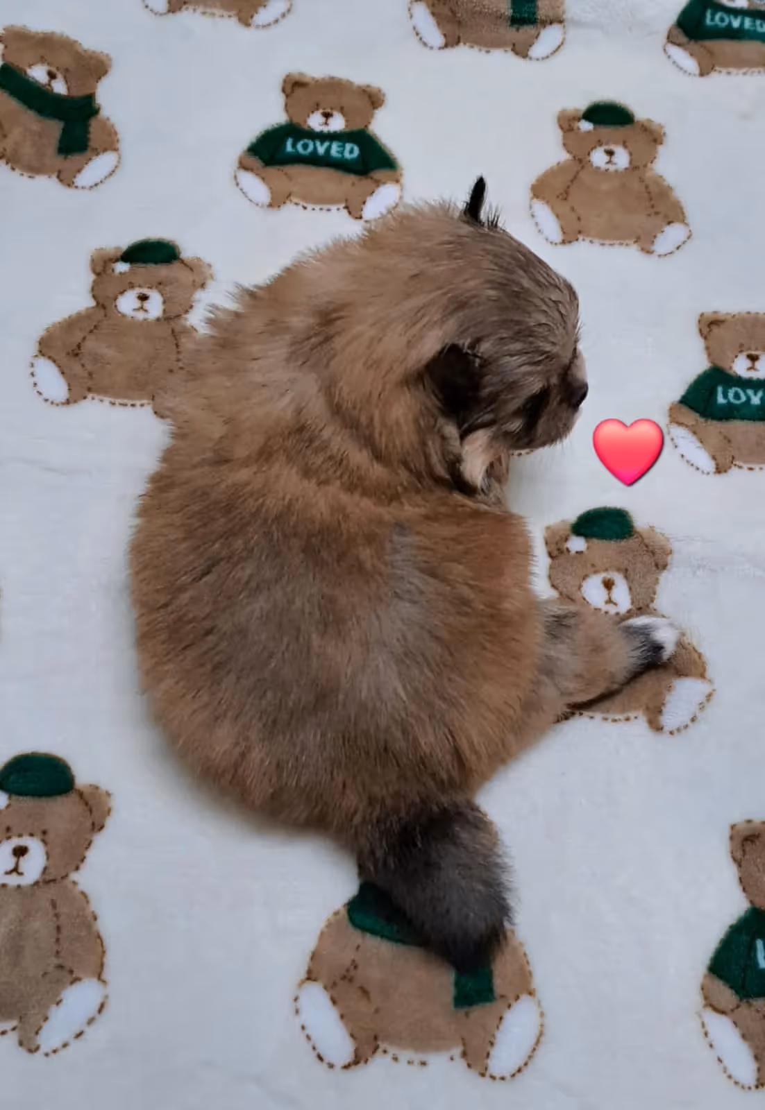 Pomeranianzucht - Hunderasse - Welpen geb. 12.10.2025