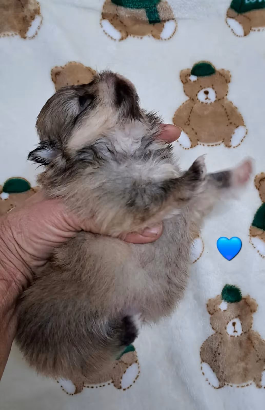 Pomeranianzucht - Hunderasse - Welpen geb. 12.10.2025