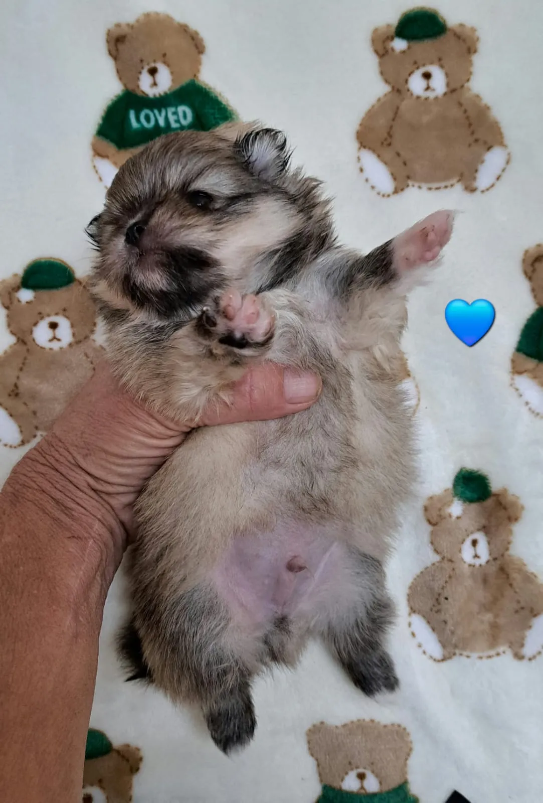 Pomeranianzucht - Hunderasse - Welpen geb. 12.10.2025