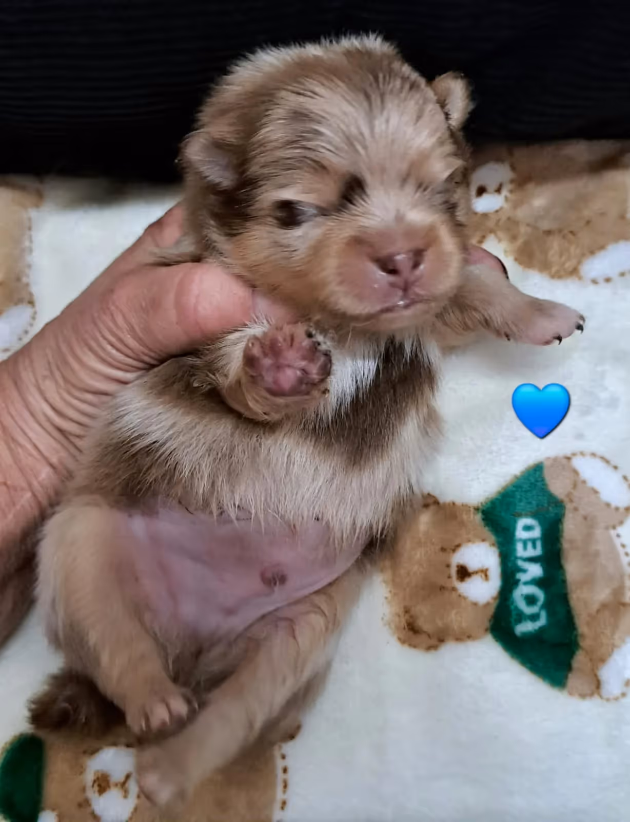 Pomeranianzucht - Hunderasse - Welpen geb. 25.10.2025