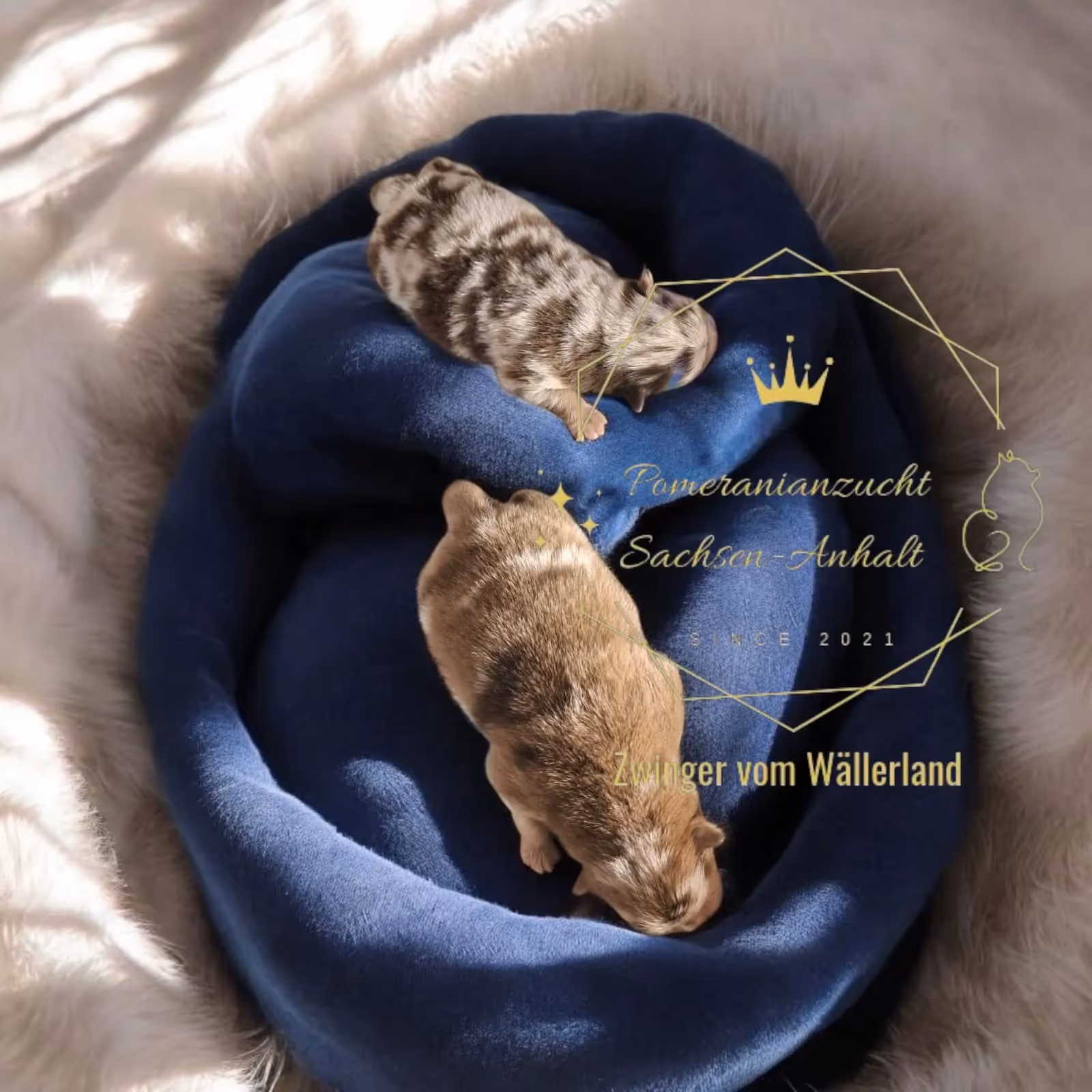 Pomeranianzucht - Hunderasse - Welpen geb. 25.10.2025