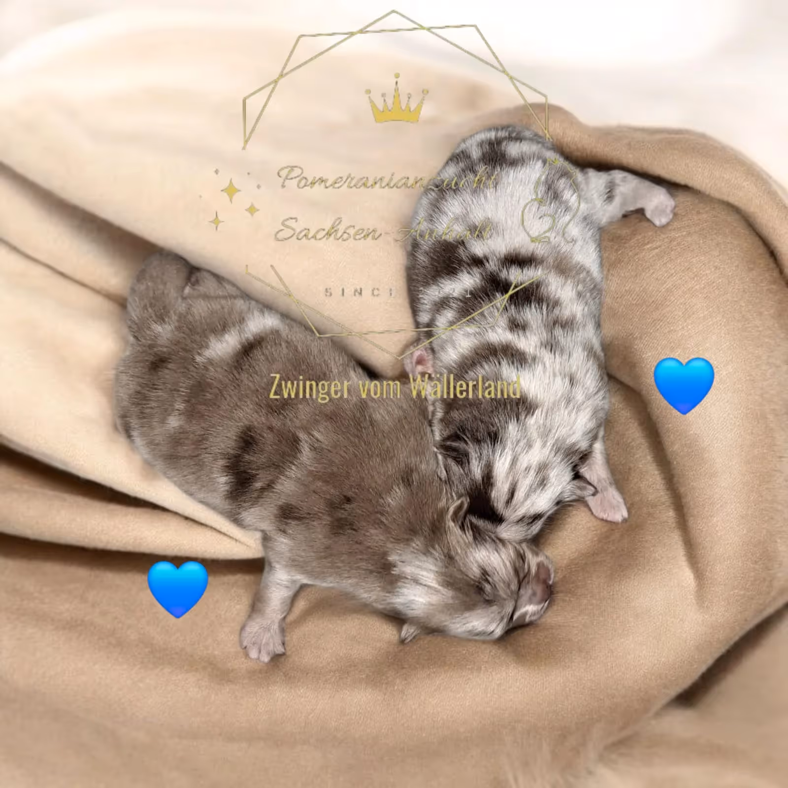 Pomeranianzucht - Hunderasse - Welpen geb. 25.10.2025