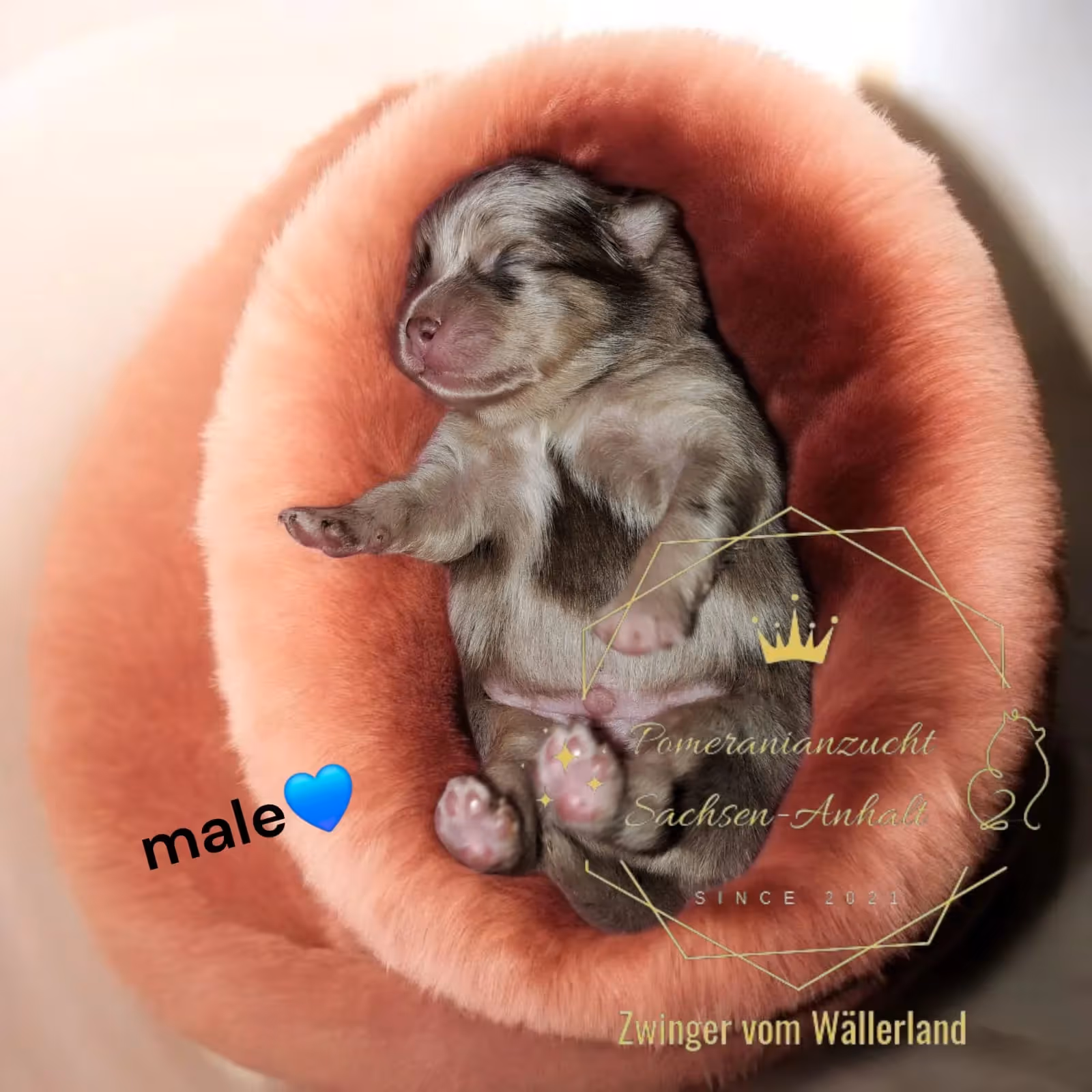 Pomeranianzucht - Hunderasse - Welpen geb. 25.10.2025