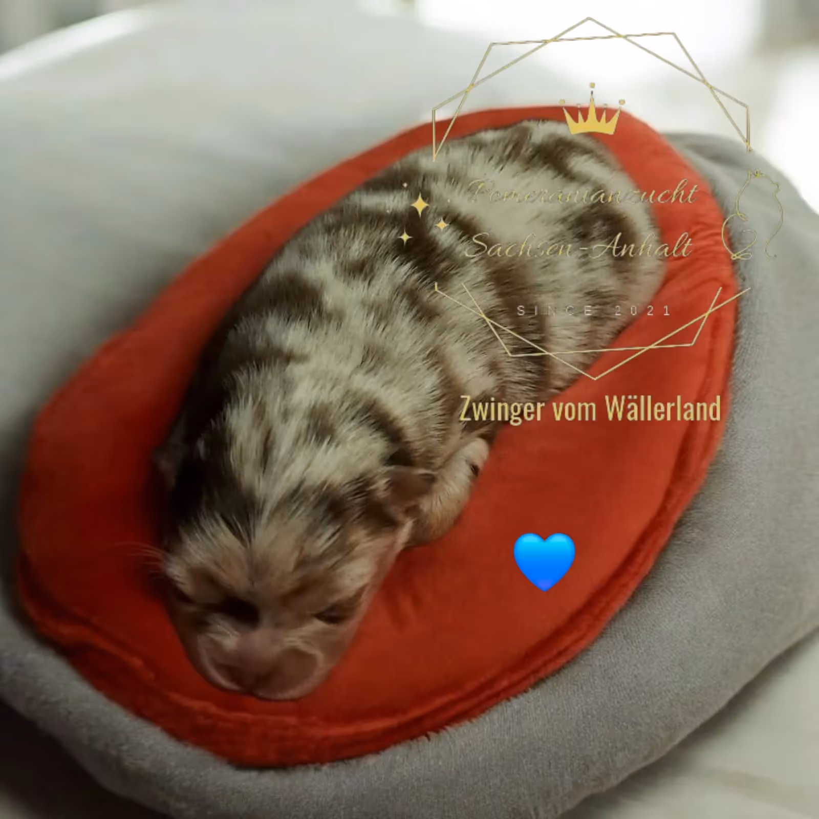 Pomeranianzucht - Hunderasse - Welpen geb. 25.10.2025