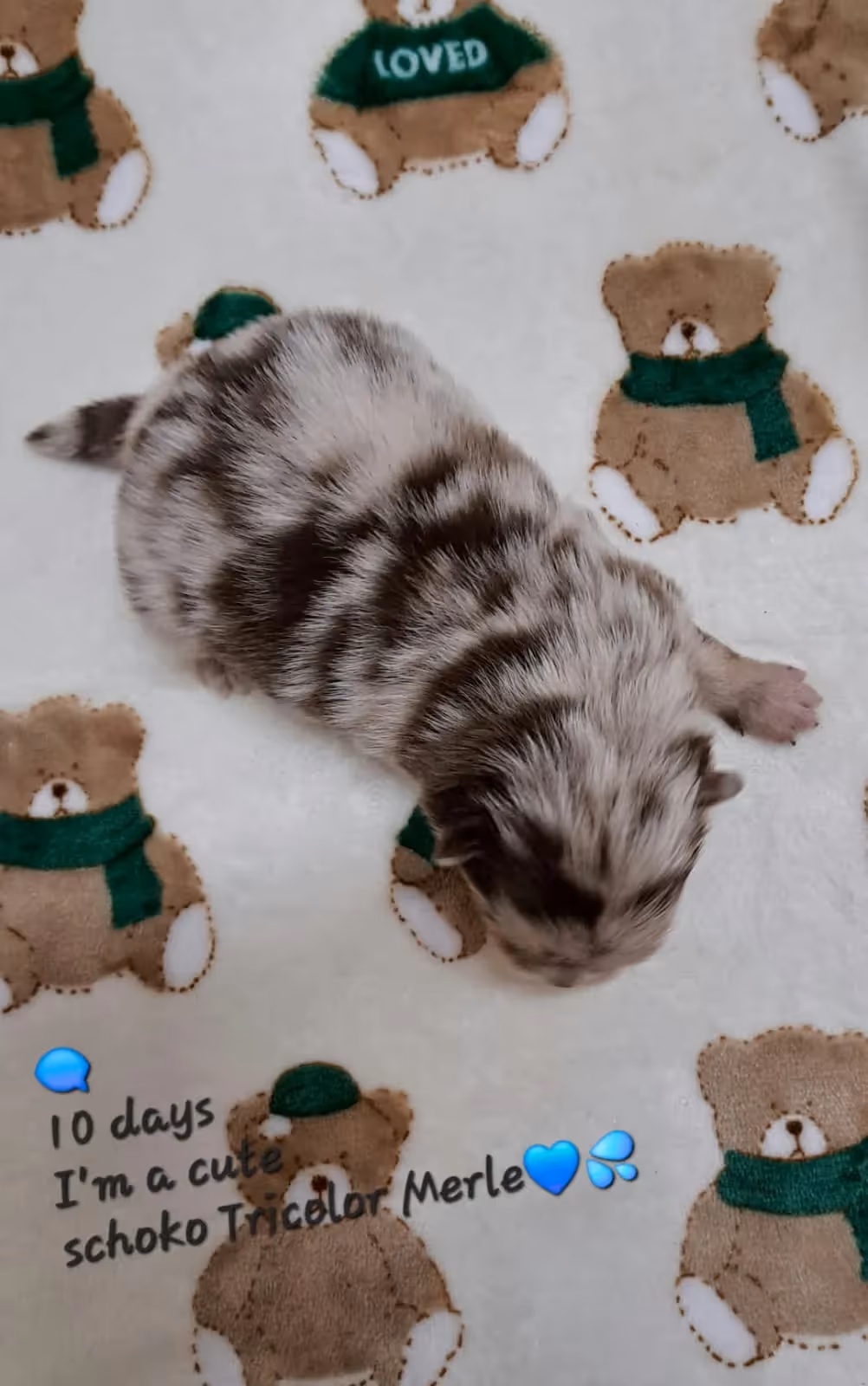 Pomeranianzucht - Hunderasse - Welpen geb. 25.10.2025