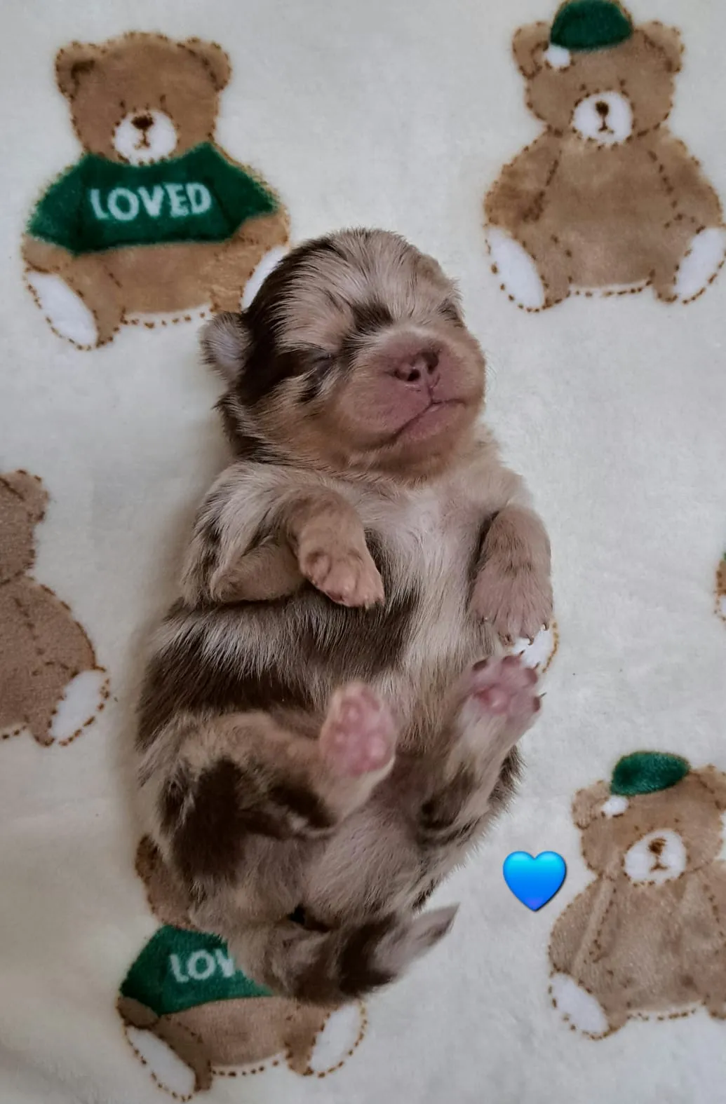 Pomeranianzucht - Hunderasse - Welpen geb. 25.10.2025