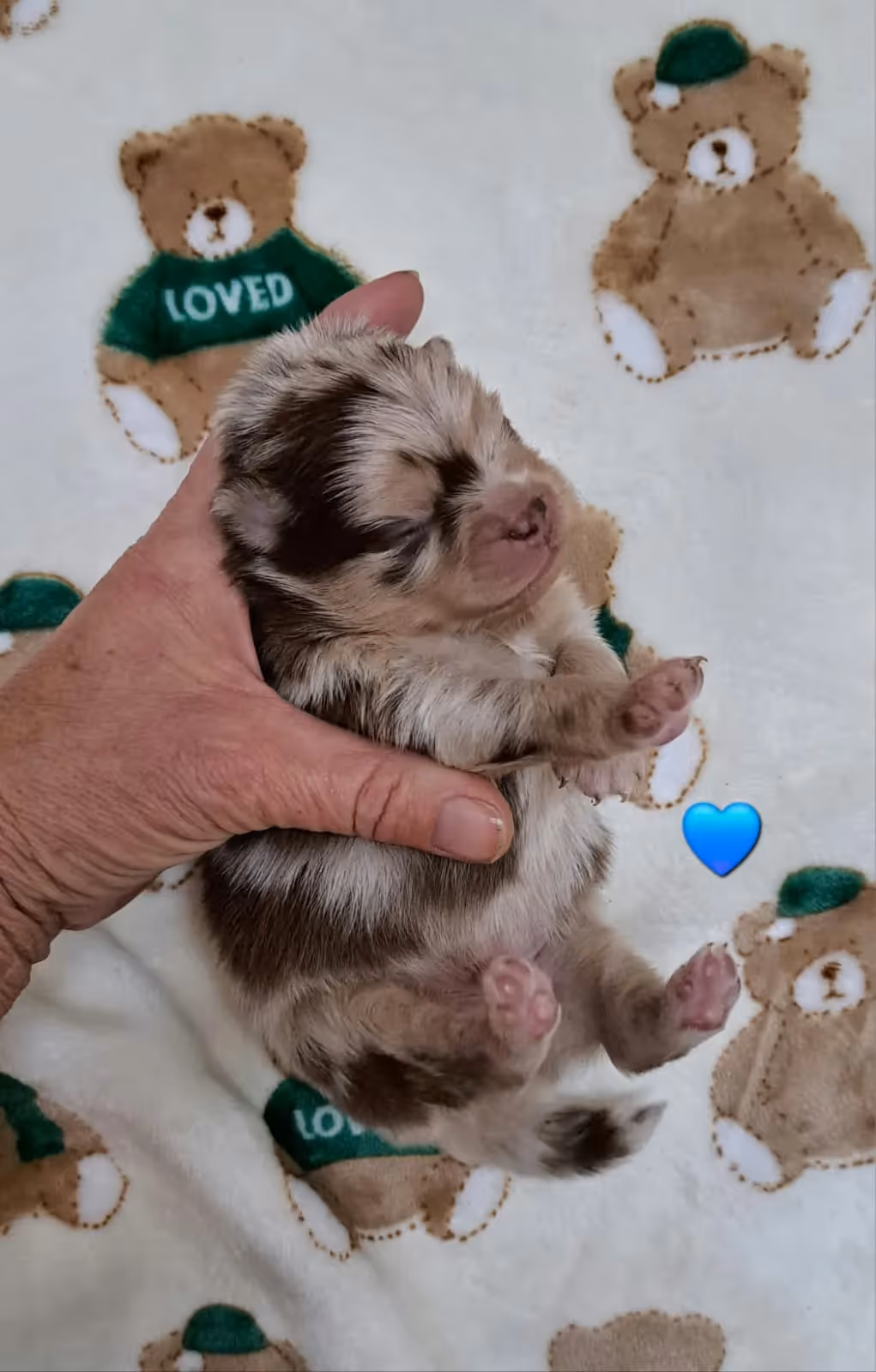 Pomeranianzucht - Hunderasse - Welpen geb. 25.10.2025