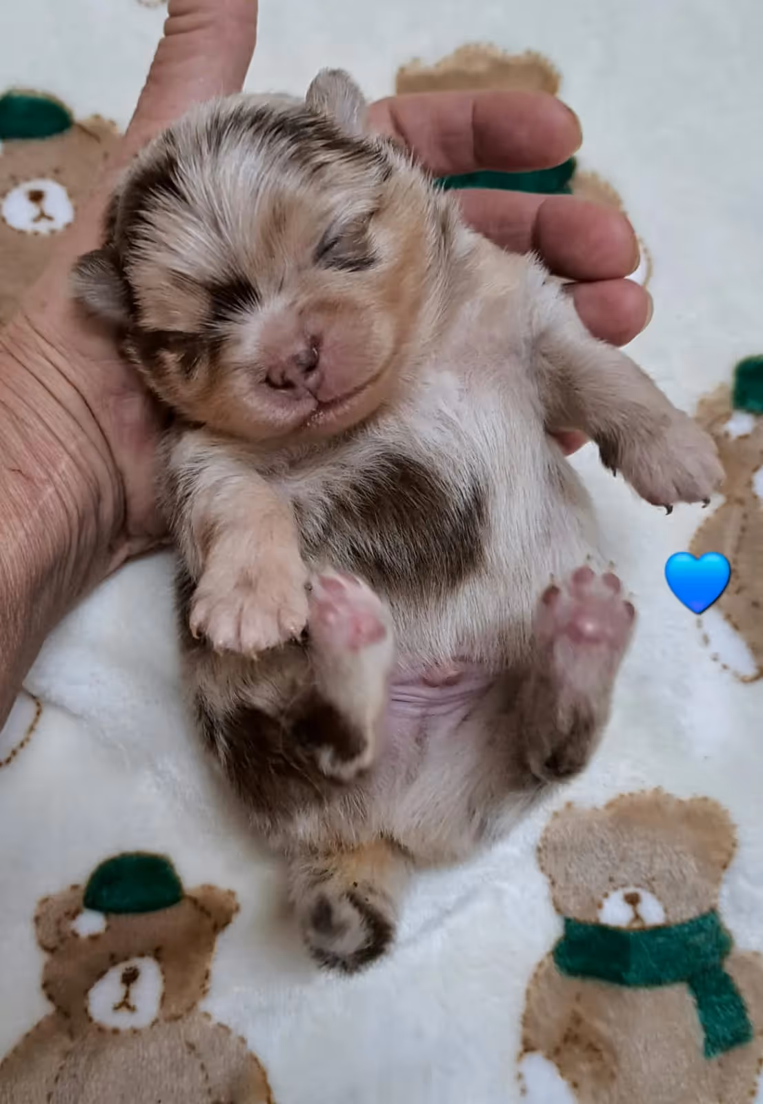 Pomeranianzucht - Hunderasse - Welpen geb. 25.10.2025