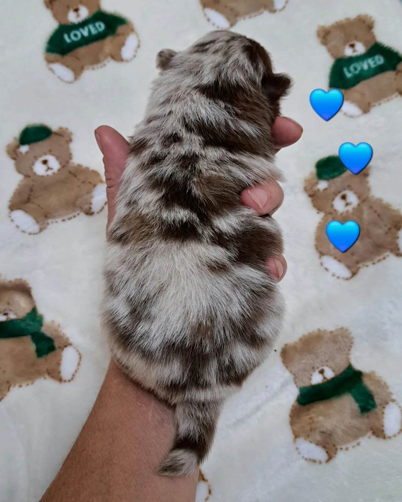 Pomeranianzucht - Hunderasse - Welpen geb. 25.10.2025