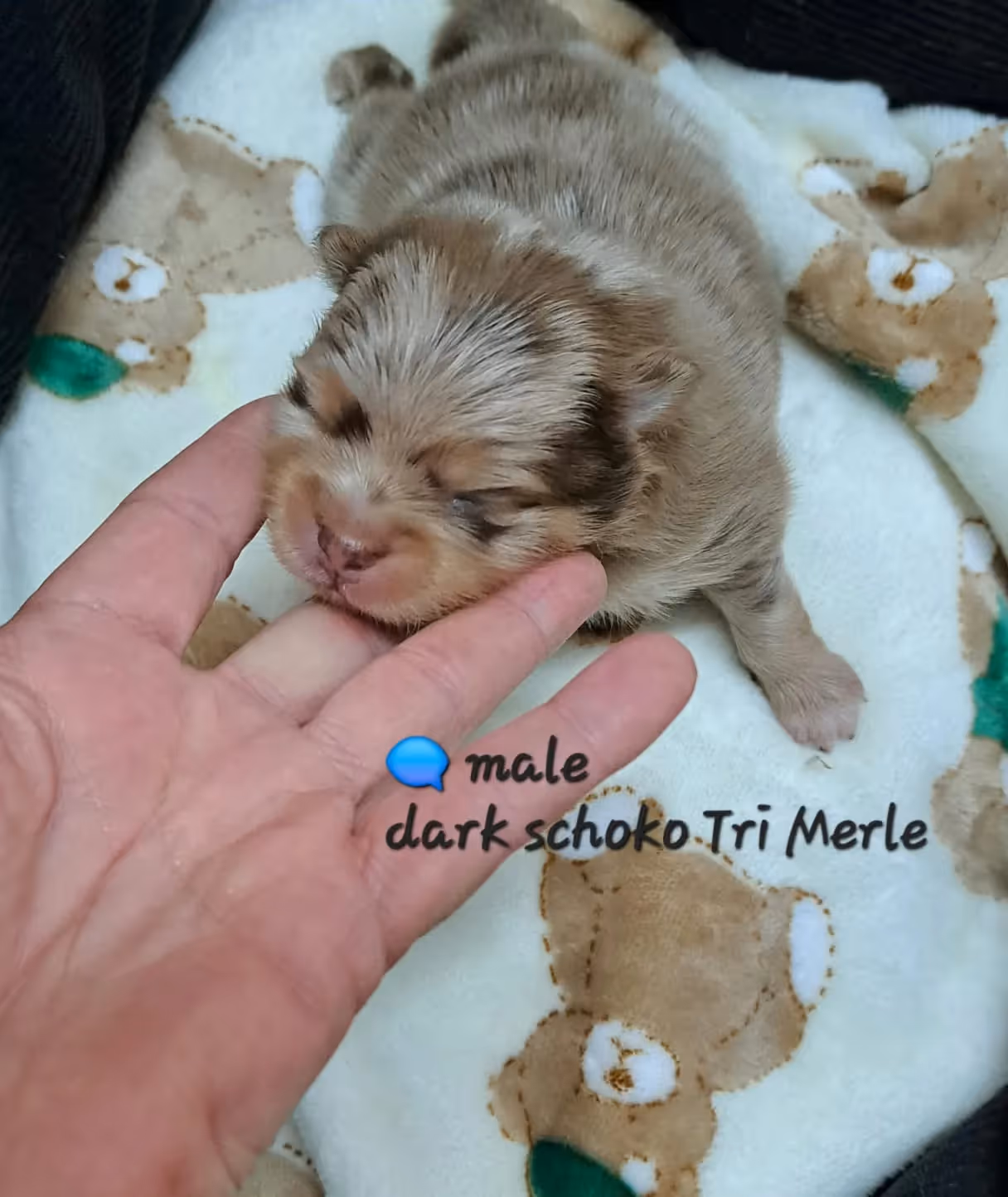 Pomeranianzucht - Hunderasse - Welpen geb. 25.10.2025