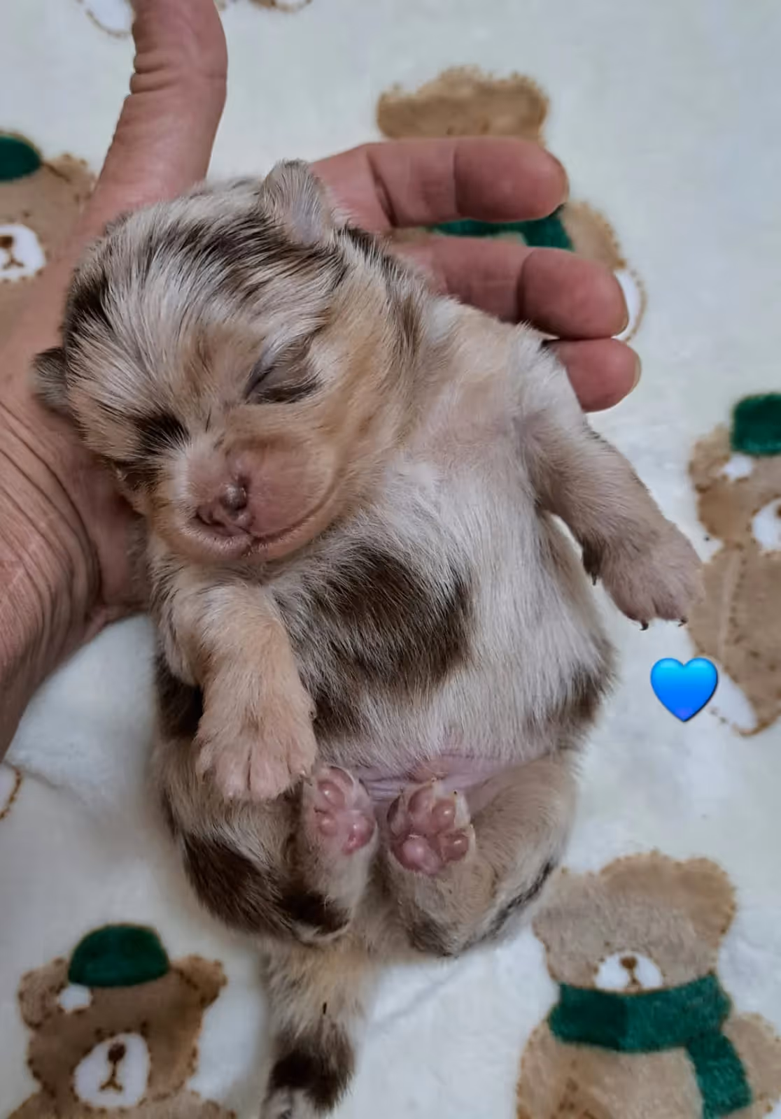 Pomeranianzucht - Hunderasse - Welpen geb. 25.10.2025