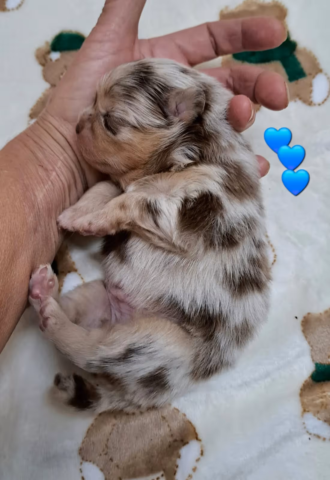 Pomeranianzucht - Hunderasse - Welpen geb. 25.10.2025