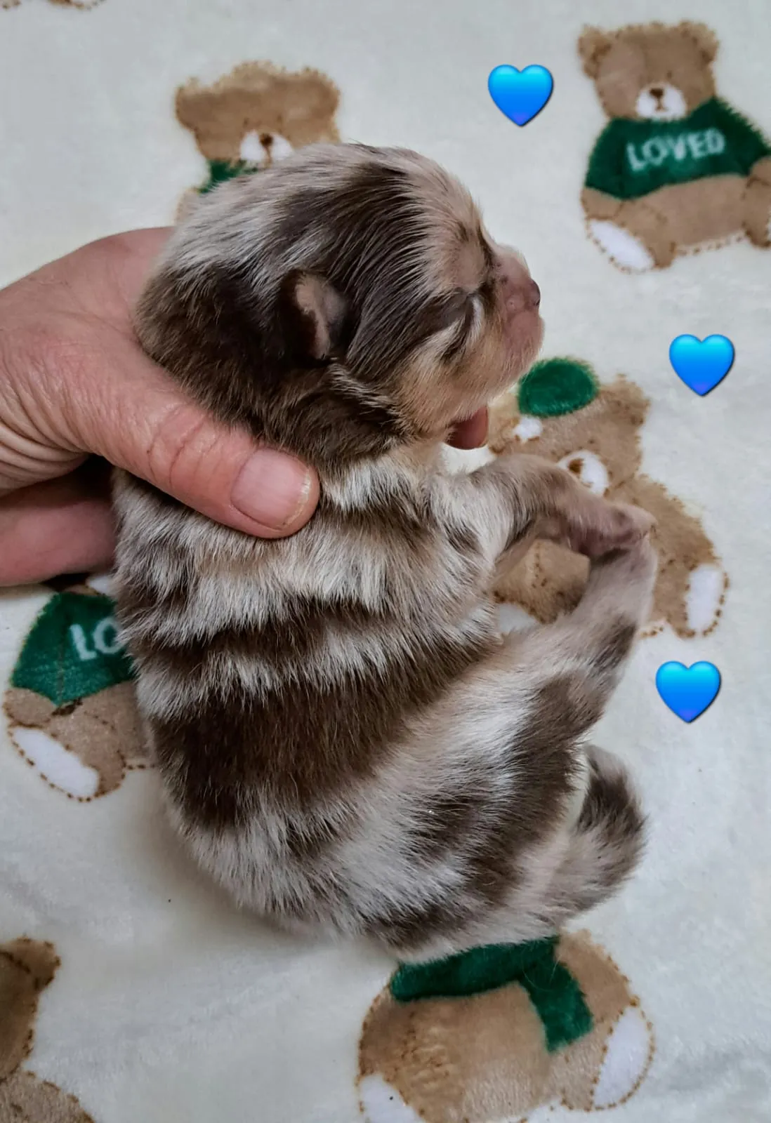 Pomeranianzucht - Hunderasse - Welpen geb. 25.10.2025