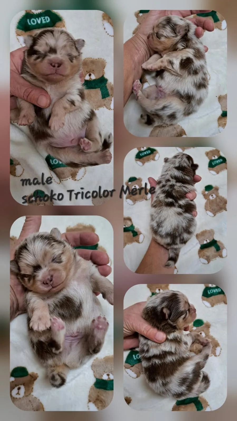 Pomeranianzucht - Hunderasse - Welpen geb. 25.10.2025