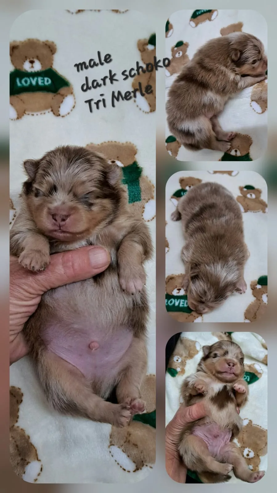 Pomeranianzucht - Hunderasse - Welpen geb. 25.10.2025