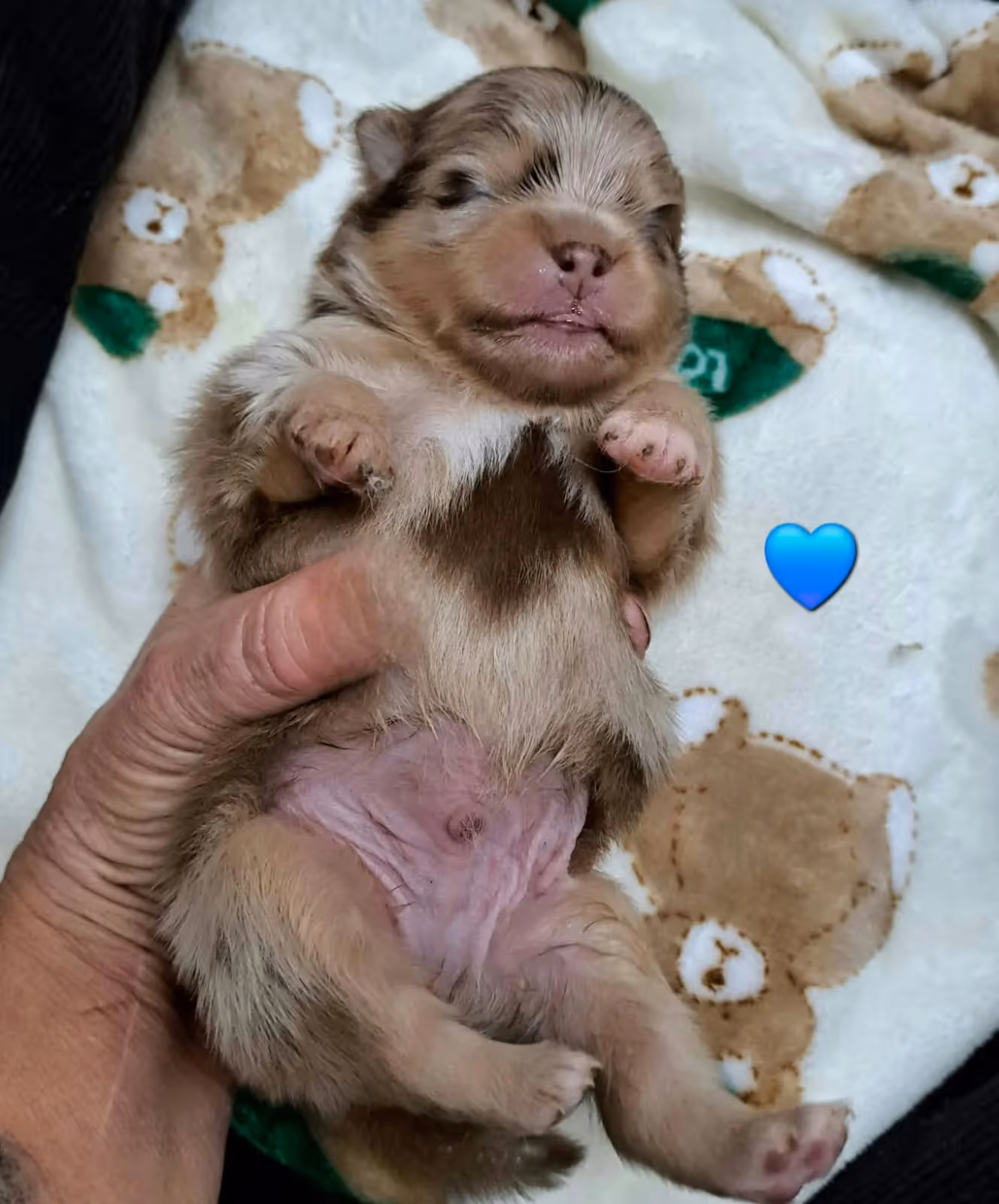 Pomeranianzucht - Hunderasse - Welpen geb. 25.10.2025