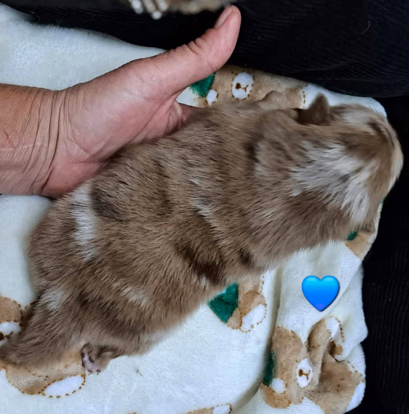 Pomeranianzucht - Hunderasse - Welpen geb. 25.10.2025