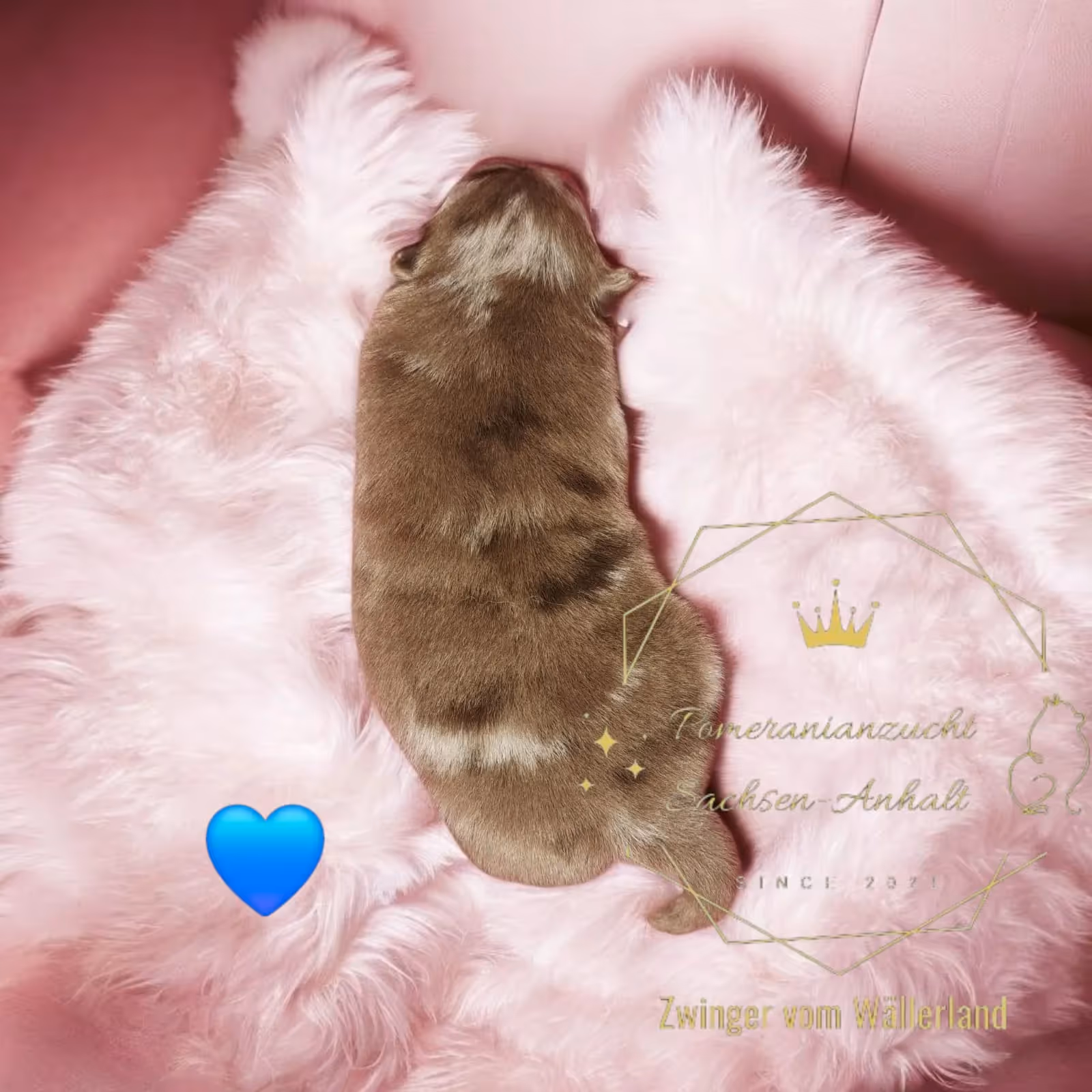 Pomeranianzucht - Hunderasse - Welpen geb. 25.10.2025