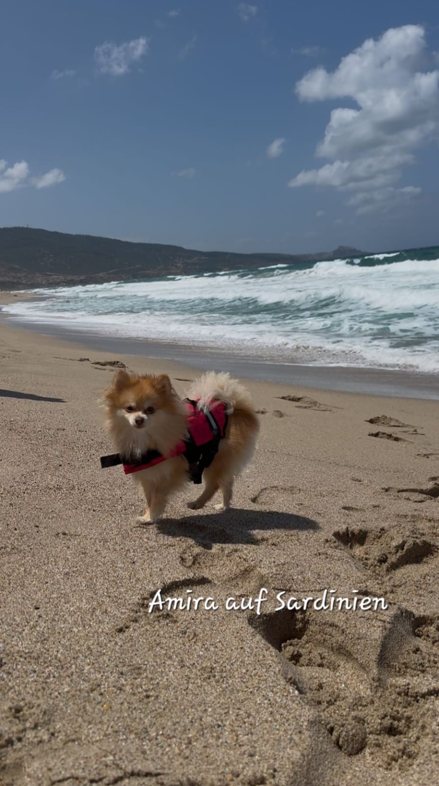 Pomeranianzucht - Hunderasse - Welpen 2024