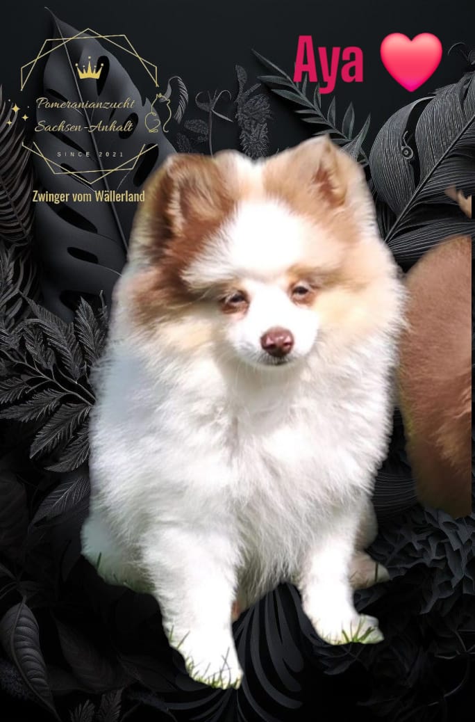 Pomeranianzucht - Hunderasse - Welpen 2024