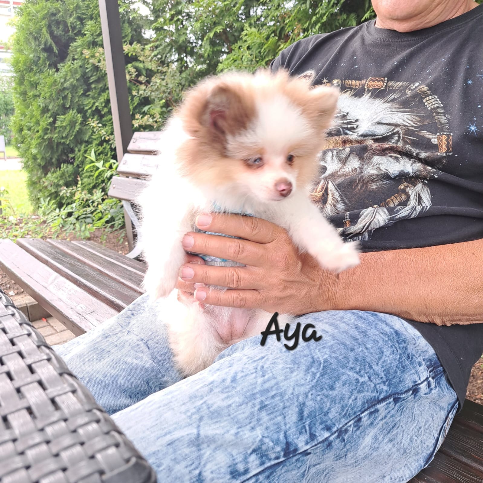 Pomeranianzucht - Hunderasse - Welpen 2024