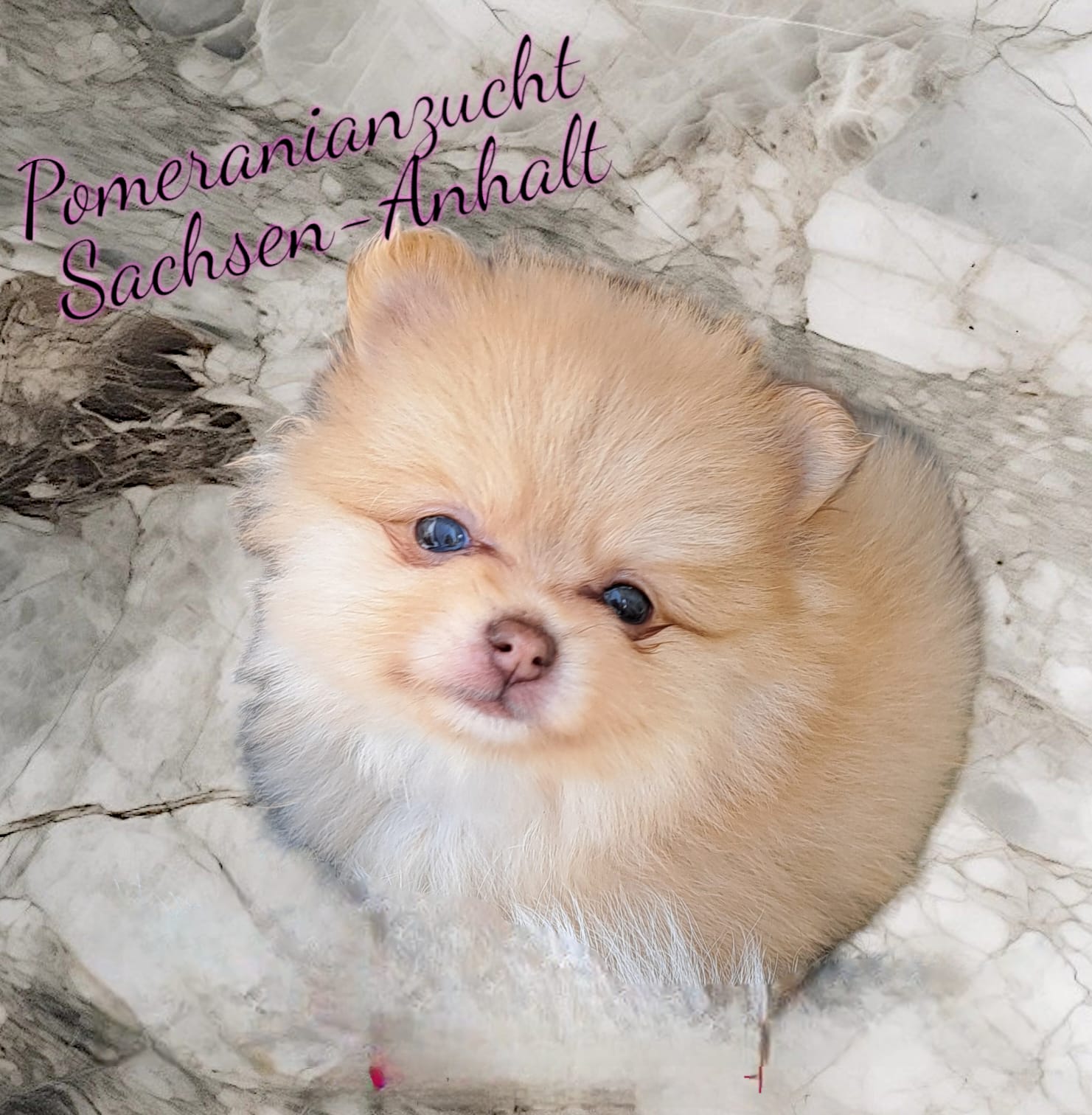 Pomeranianzucht - Hunderasse - Welpen 2024