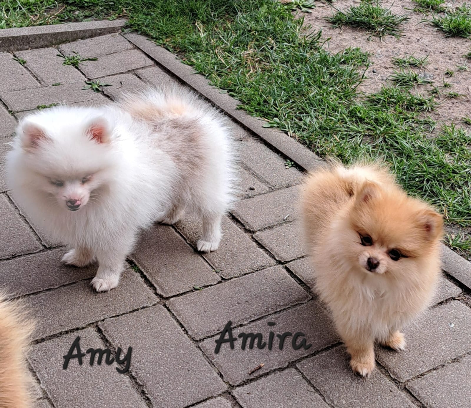 Pomeranianzucht - Hunderasse - Welpen 2024