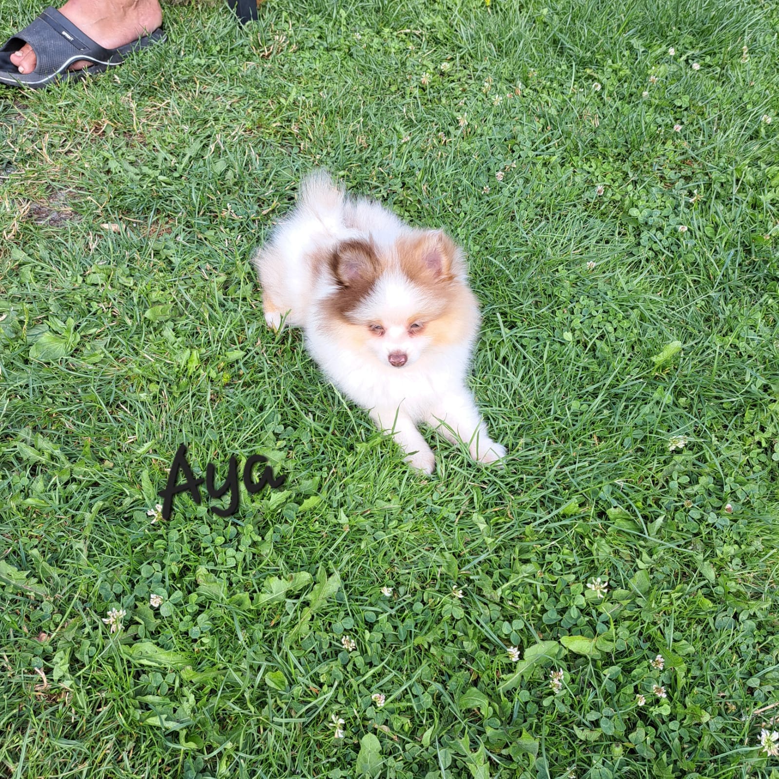 Pomeranianzucht - Hunderasse - Welpen 2024